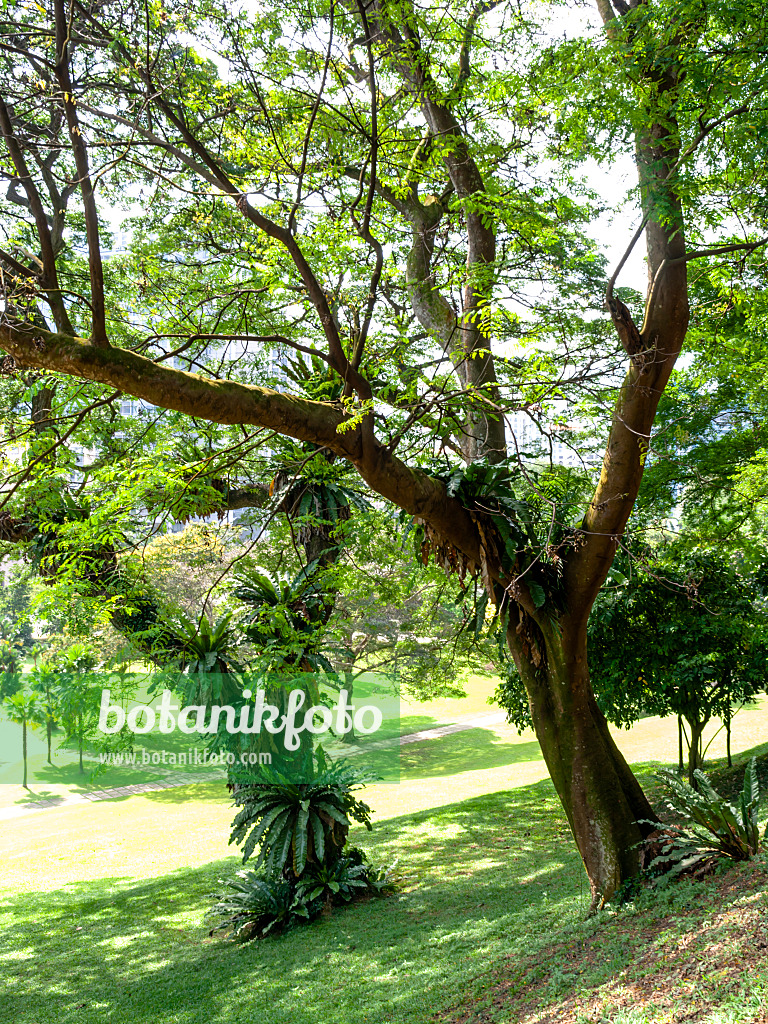 434162 - Fort Canning Park, Singapore