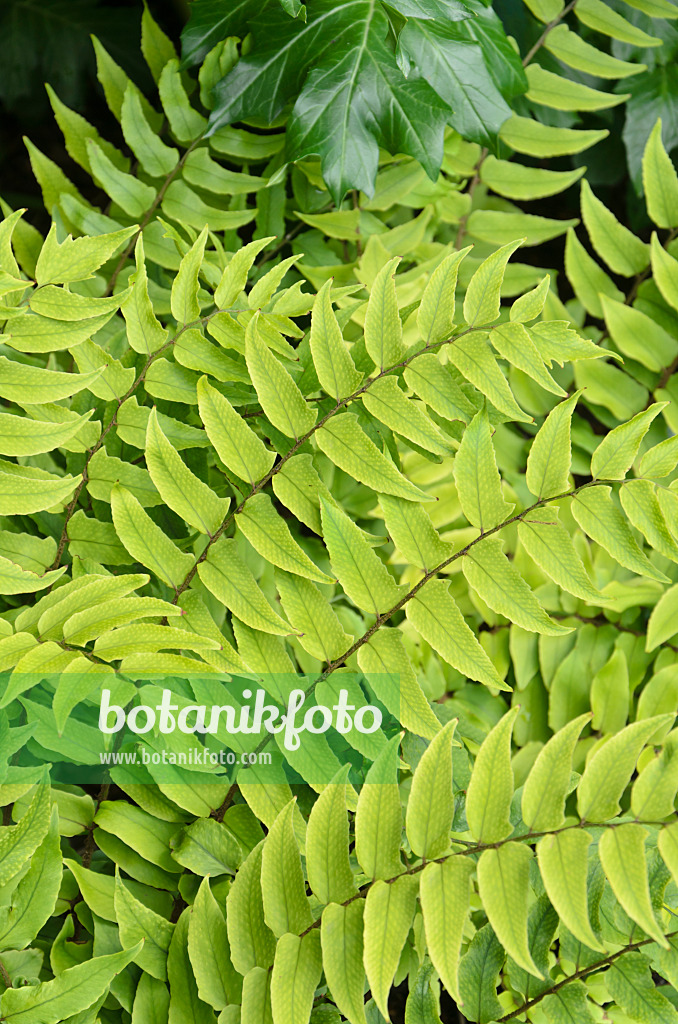508157 - Fortune's holly fern (Cyrtomium fortunei)