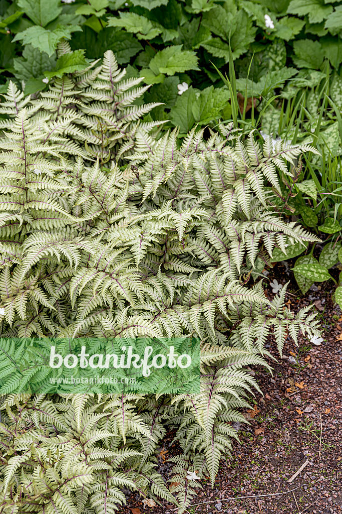 651097 - Fougère arc-en-ciel (Athyrium niponicum var. pictum)