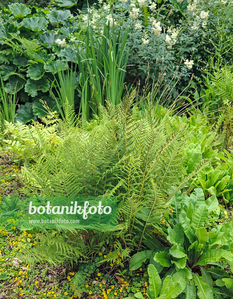 547070 - Fougère femelle (Athyrium filix-femina)