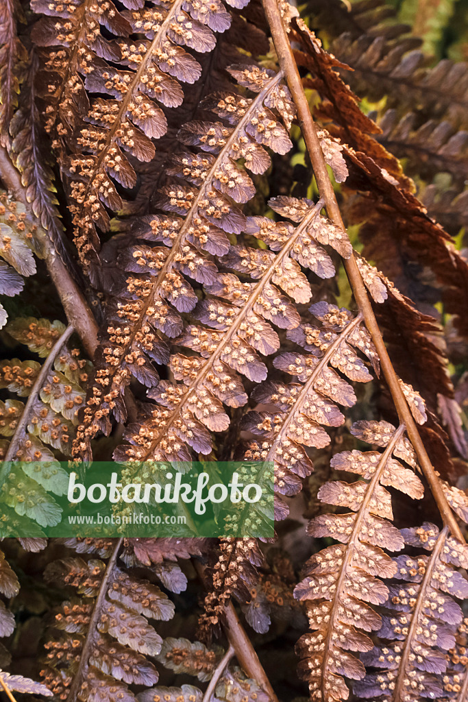 385020 - Fougère mâle (Dryopteris filix-mas)