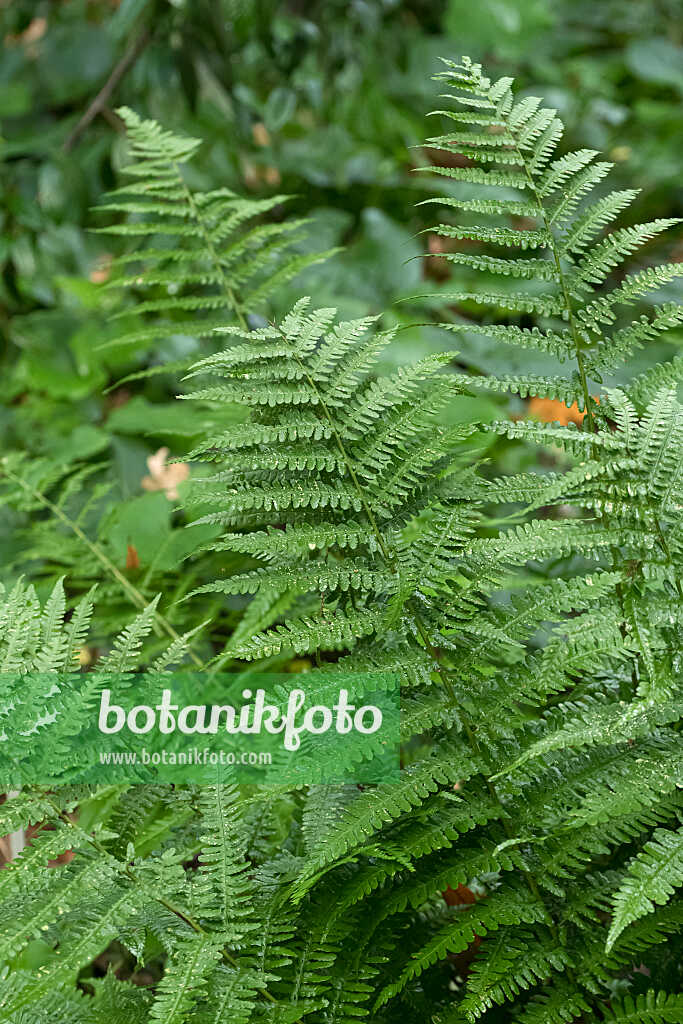 675024 - Fougère mâle (Dryopteris filix-mas 'Furcans')