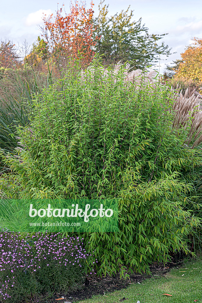 651266 - Fountain bamboo (Fargesia nitida 'Jiuzhaigou 1')
