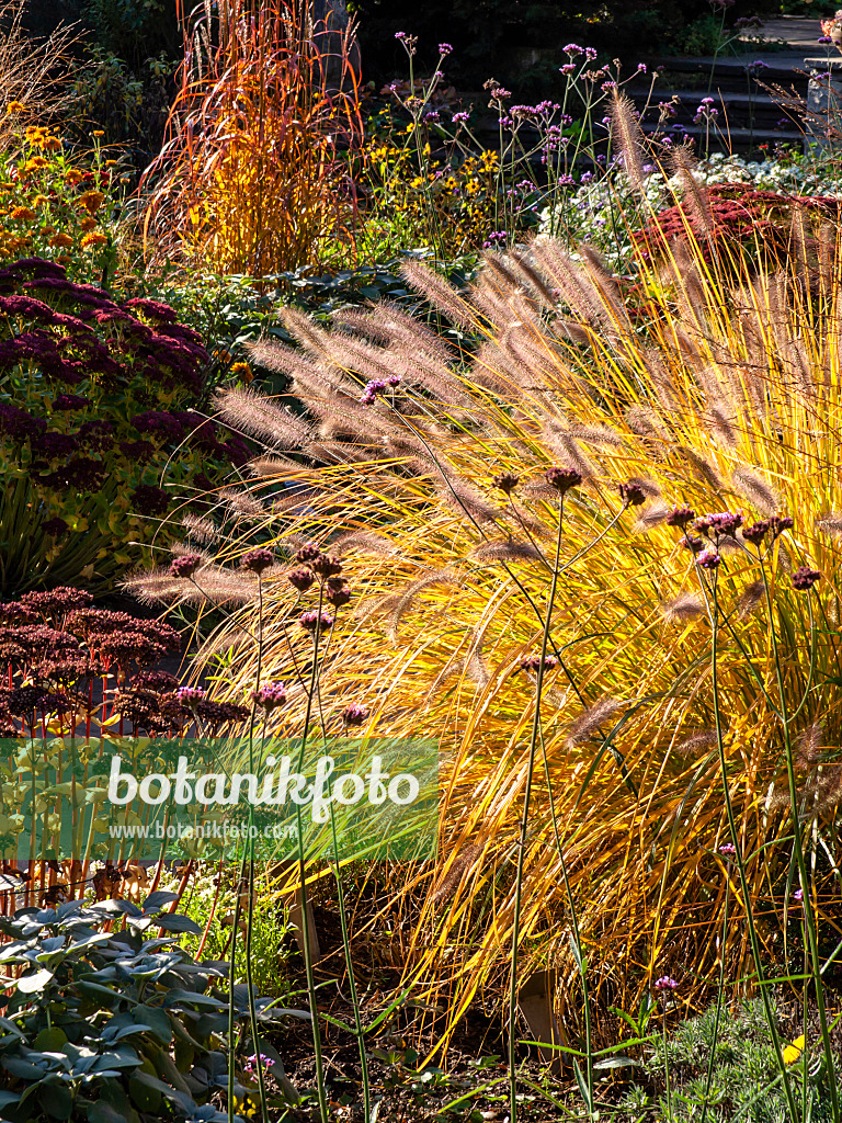 431045 - Fountain grass (Pennisetum)