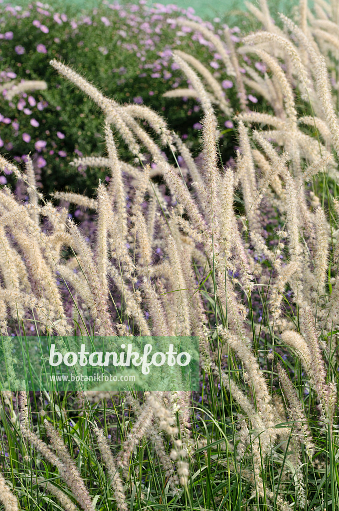 476216 - Fountain grass (Pennisetum orientale)
