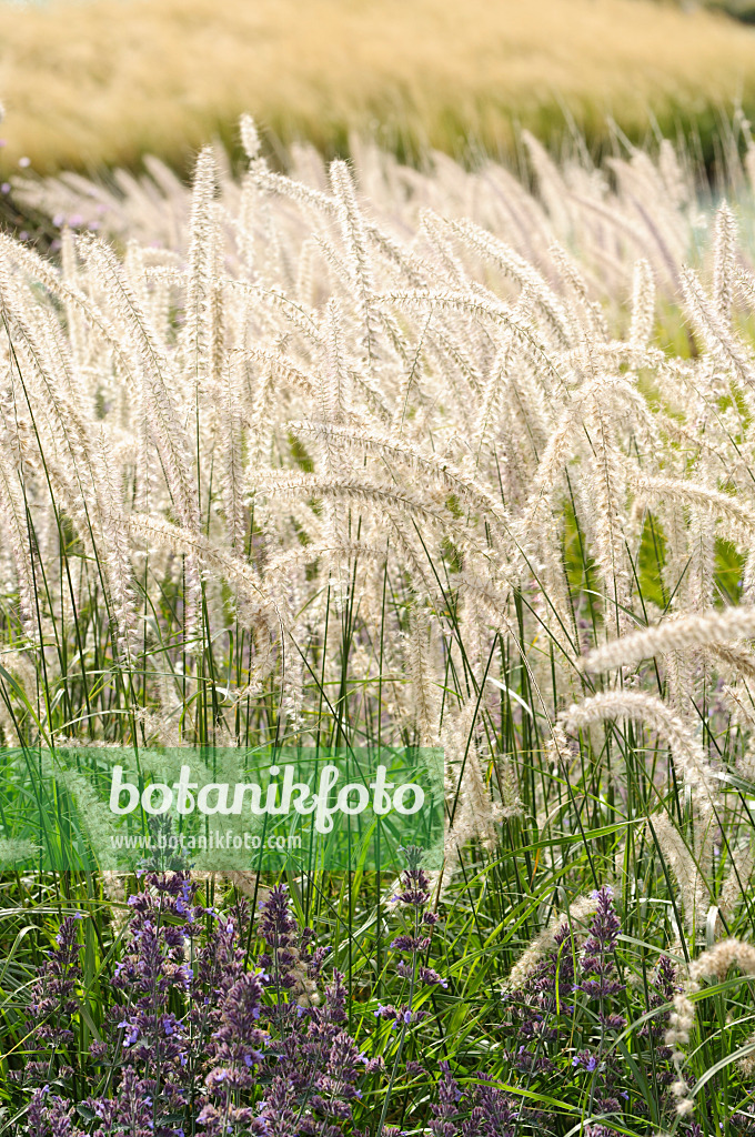 476217 - Fountain grass (Pennisetum orientale)