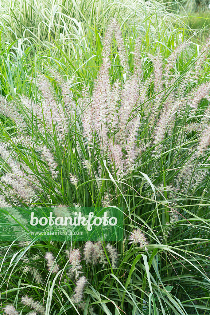 558323 - Fountain grass (Pennisetum orientale)