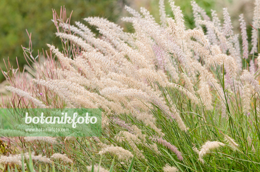 572052 - Fountain grass (Pennisetum orientale)