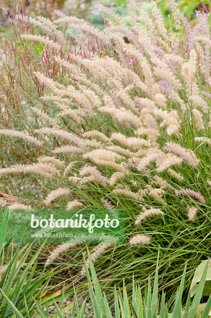 572053 - Fountain grass (Pennisetum orientale)