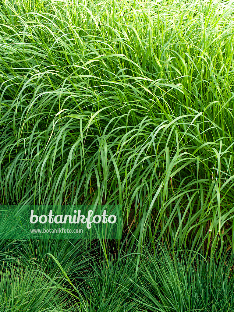 461084 - Fountain grass (Pennisetum setaceum)