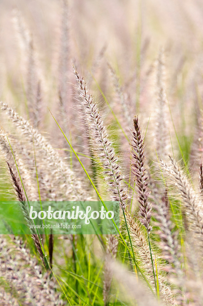 475066 - Fountain grass (Pennisetum setaceum)