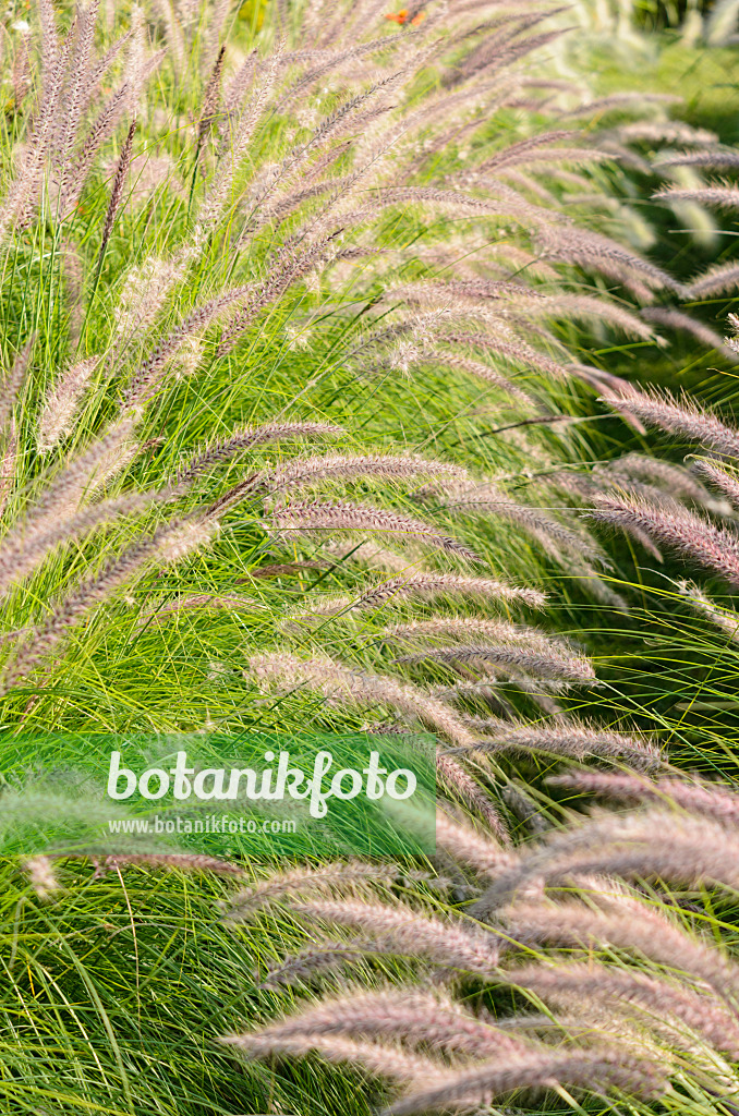 571079 - Fountain grass (Pennisetum setaceum 'Pegasus')