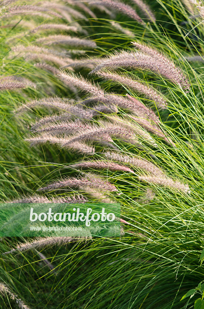 571080 - Fountain grass (Pennisetum setaceum 'Pegasus')