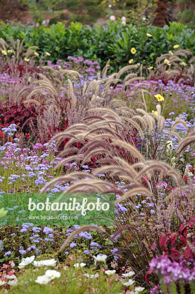 517464 - Fountain grass (Pennisetum setaceum 'Rubrum')