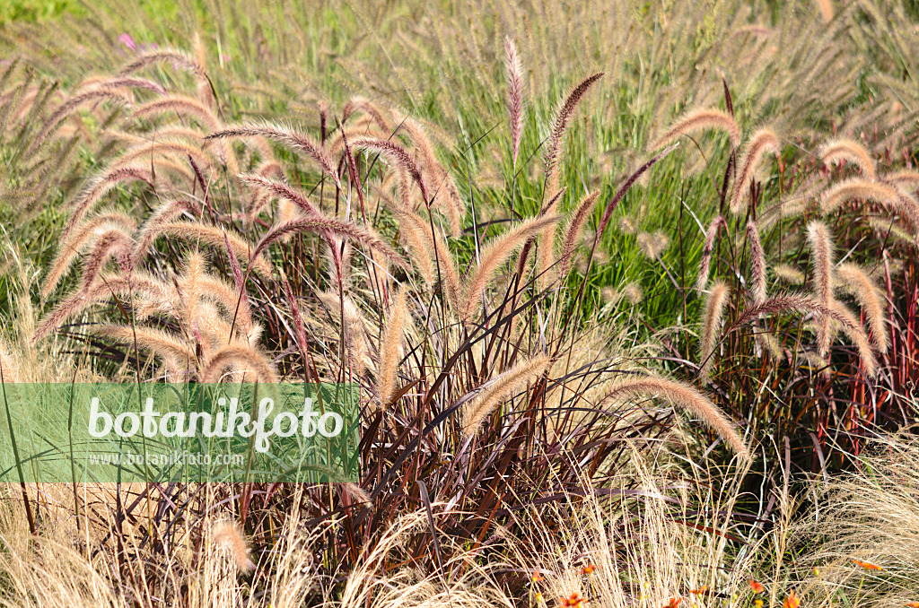 548157 - Fountain grass (Pennisetum setaceum 'Rubrum')