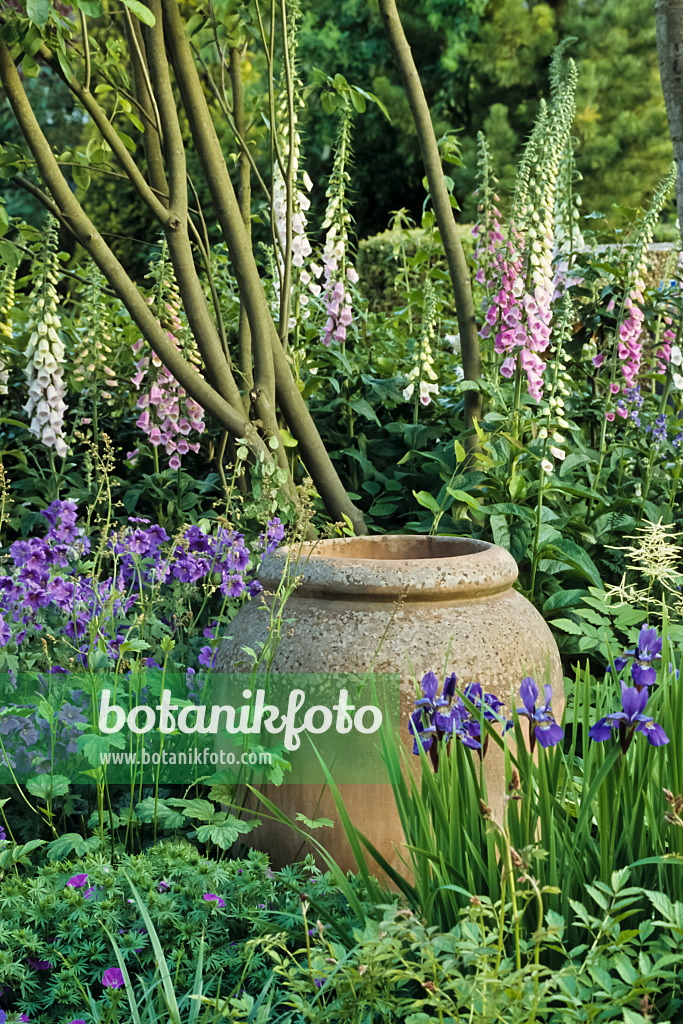 429187 - Foxglove (Digitalis), cranesbill (Geranium) and Siberian iris (Iris sibirica)