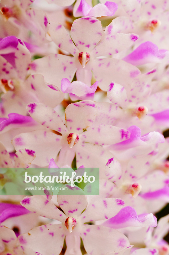 474218 - Foxtail orchid (Rhynchostylis retusa)