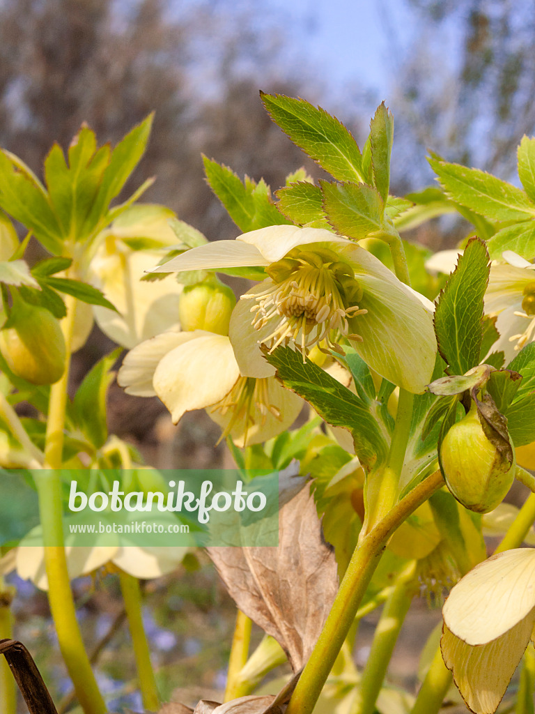 411280 - Fragrant hellebore (Helleborus odorus)