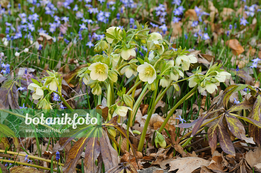 471030 - Fragrant hellebore (Helleborus odorus)
