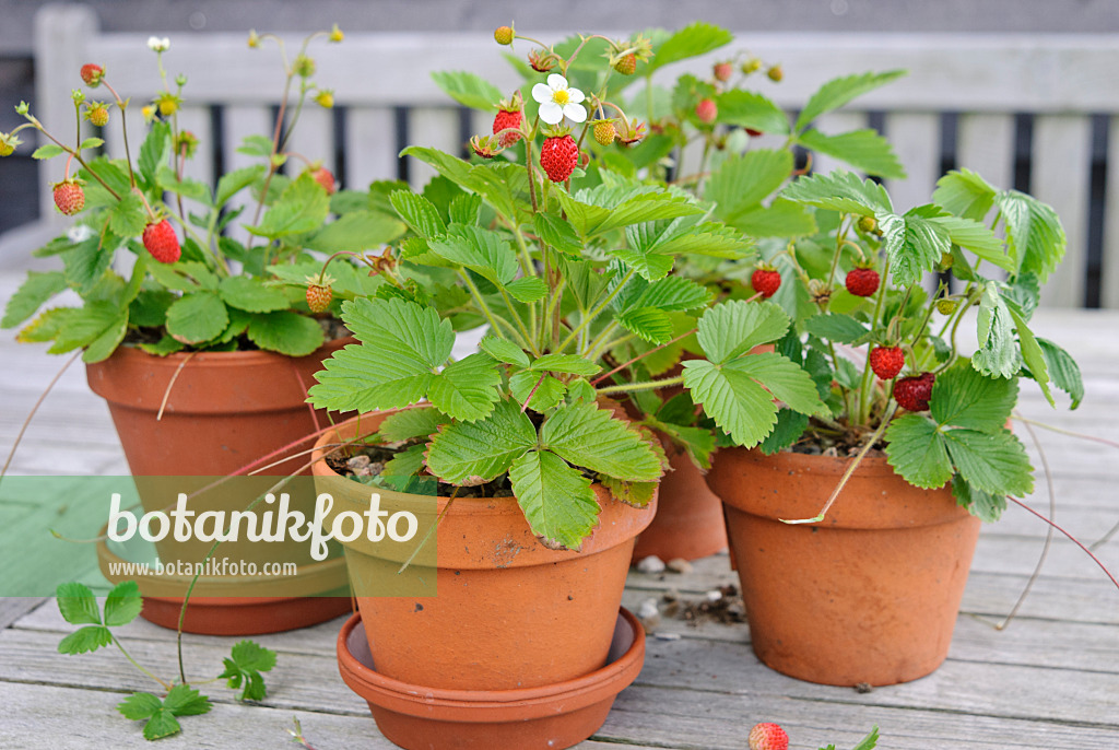 518041 - Fraisier des bois (Fragaria vesca)