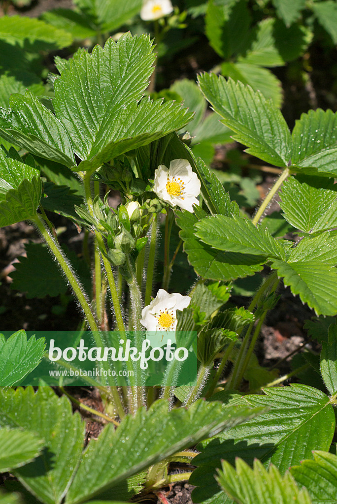 570045 - Fraisier vert (Fragaria viridis)
