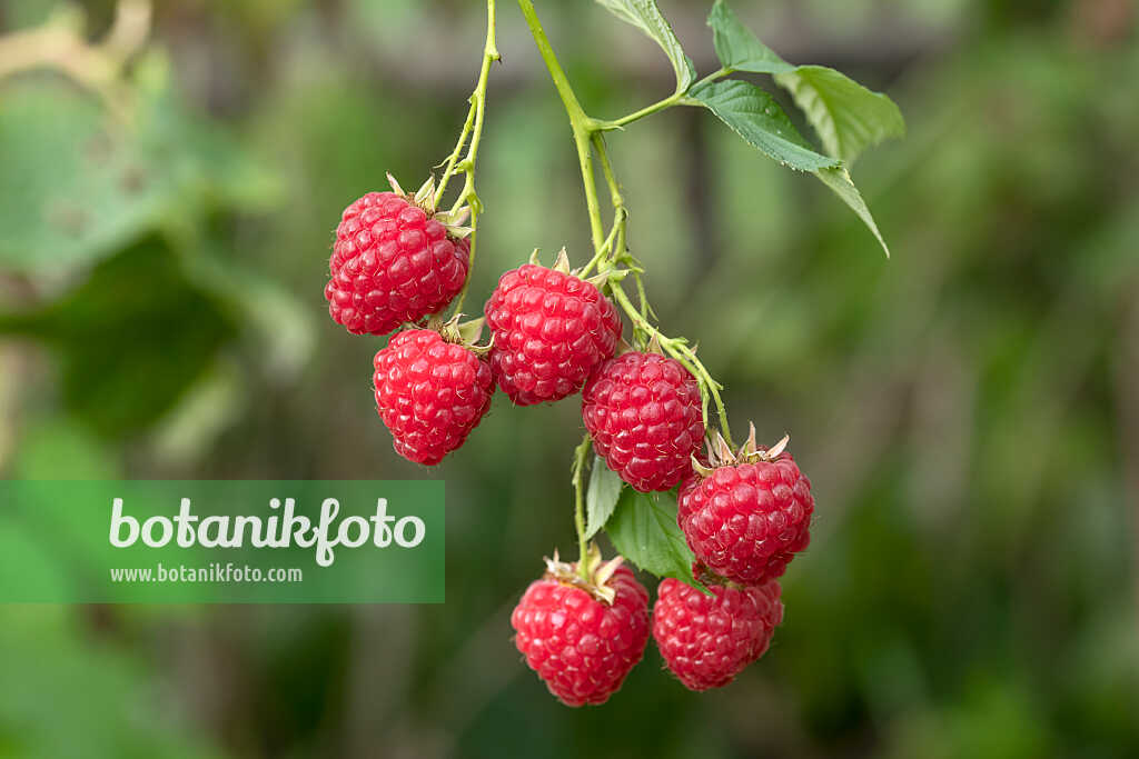 675359 - Framboisier (Rubus idaeus 'Himbo Top')