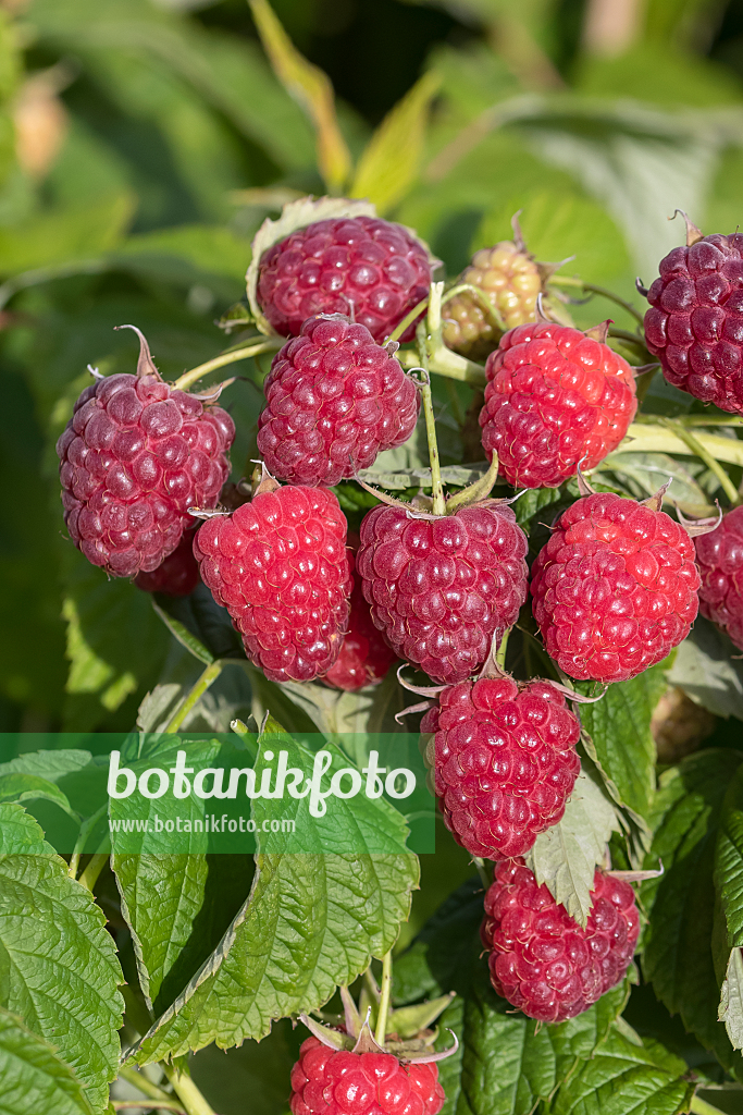 664410 - Framboisier (Rubus idaeus 'Little Sweet Sister')