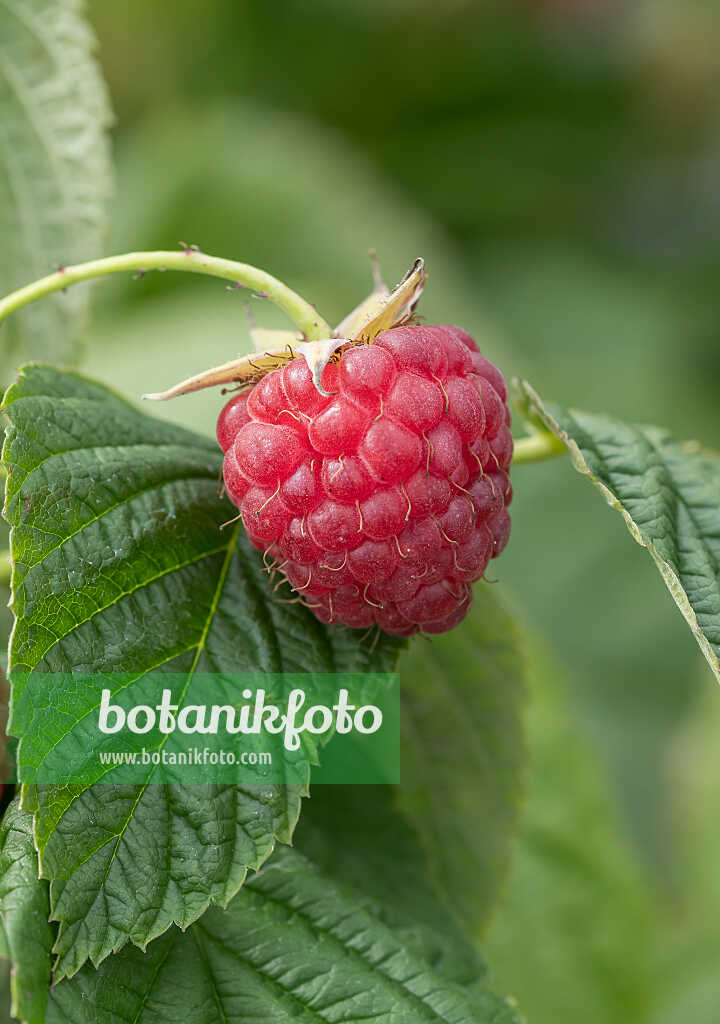 675355 - Framboisier (Rubus idaeus 'Little Sweet Sister')