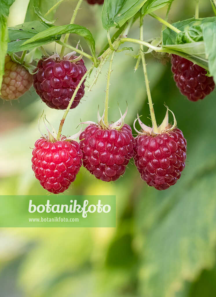 675356 - Framboisier (Rubus idaeus 'Polka')