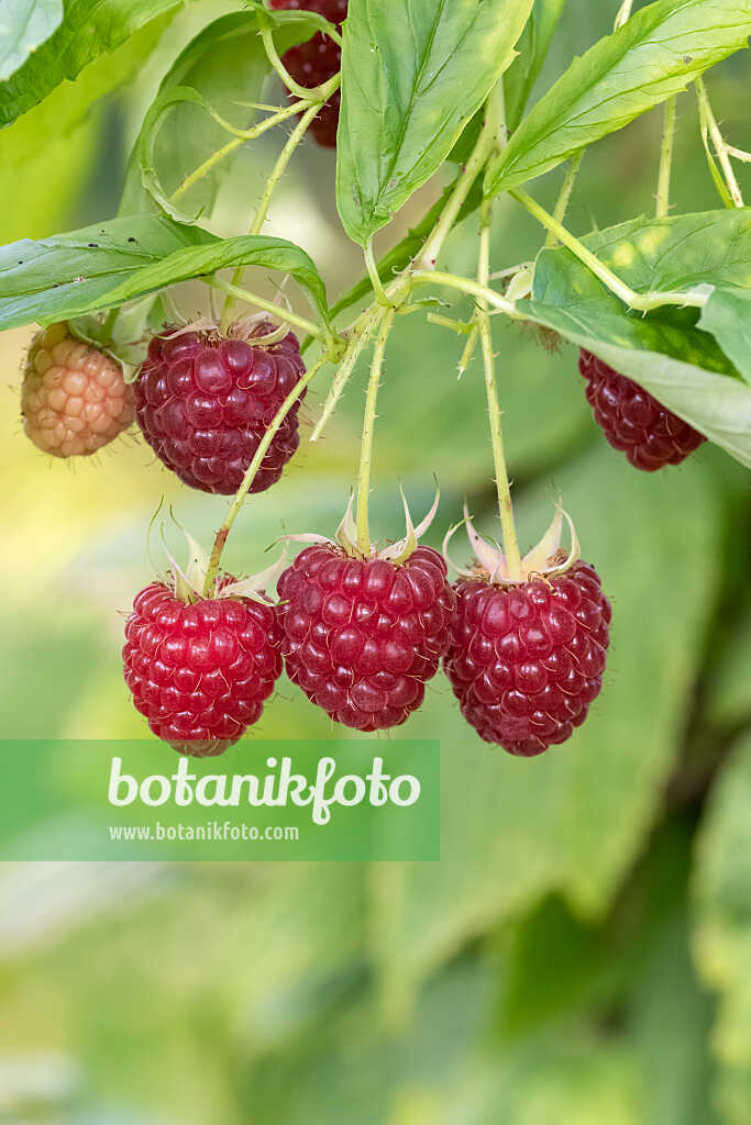 675357 - Framboisier (Rubus idaeus 'Polka')