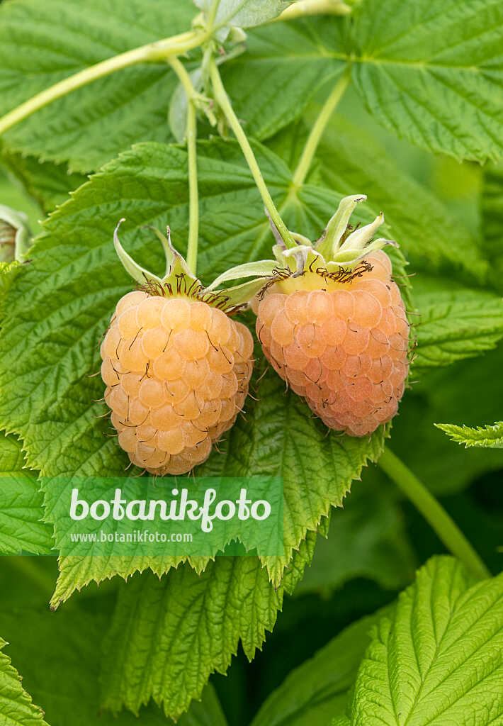 675358 - Framboisier (Rubus idaeus 'Twotimer Gelbe Sugana')