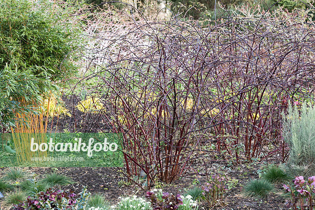 625362 - Framboisier (Rubus niveus)