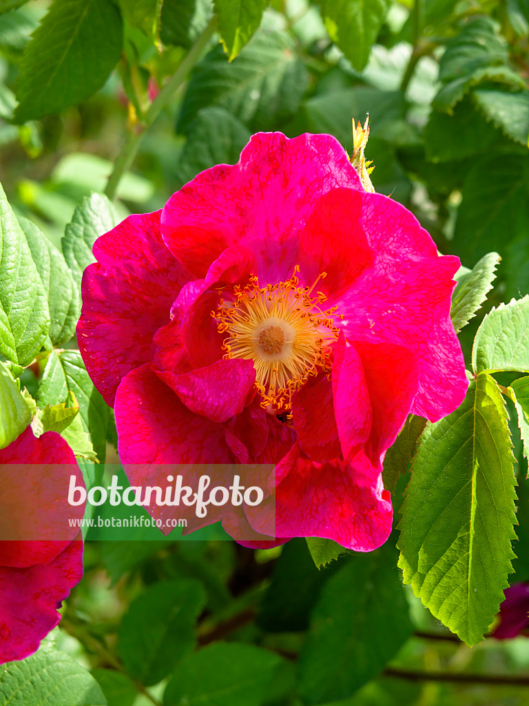 460165 - Frankfort rose (Rosa x francofurtana)