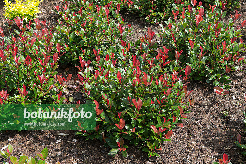 651427 - Fraser's photinia (Photinia x fraseri 'Little Red Robin')