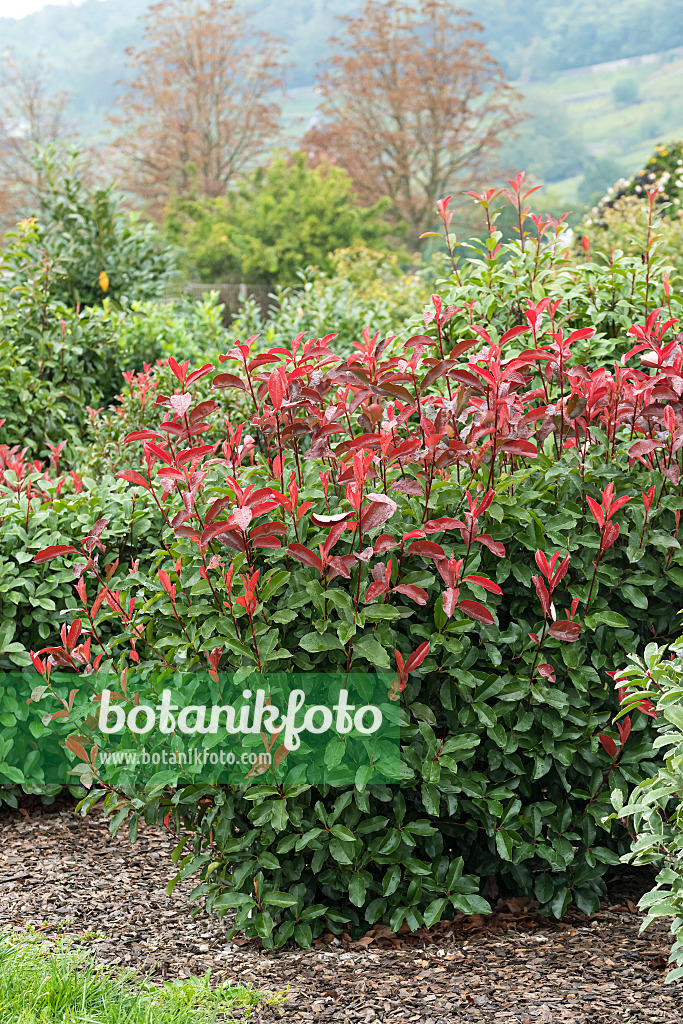 625301 - Fraser's photinia (Photinia x fraseri 'Red Select')