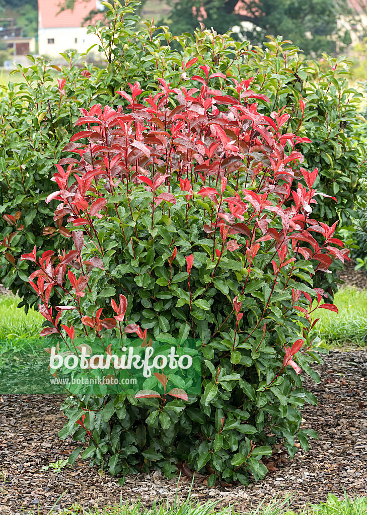 625302 - Fraser's photinia (Photinia x fraseri 'Red Select')