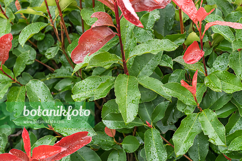 625304 - Fraser's photinia (Photinia x fraseri 'Red Select')