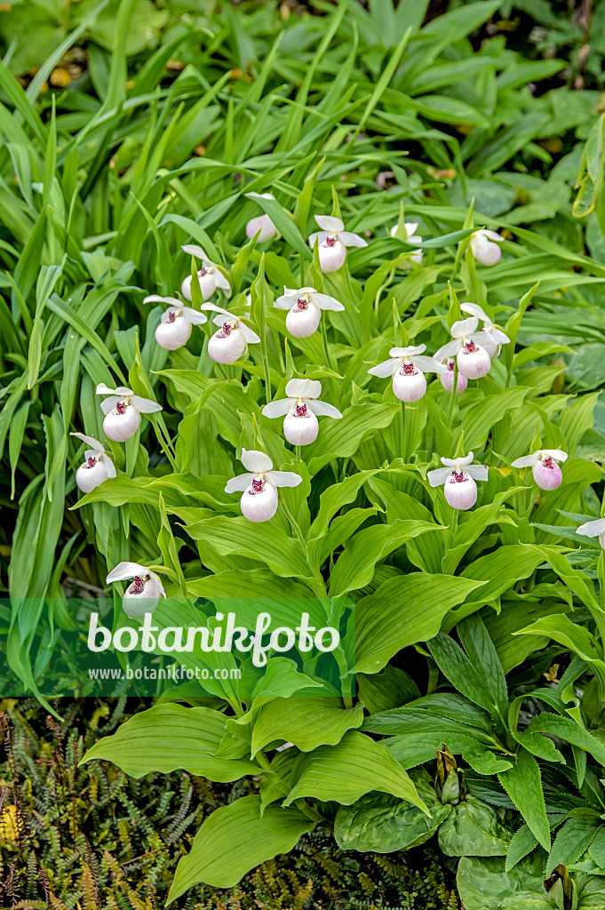 593066 - Frauenschuh (Cypripedium Ulla Silkens)