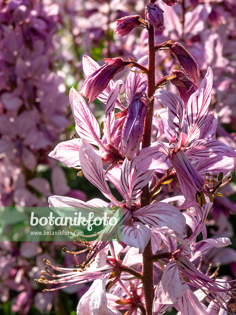438015 - Fraxinelle (Dictamnus albus)