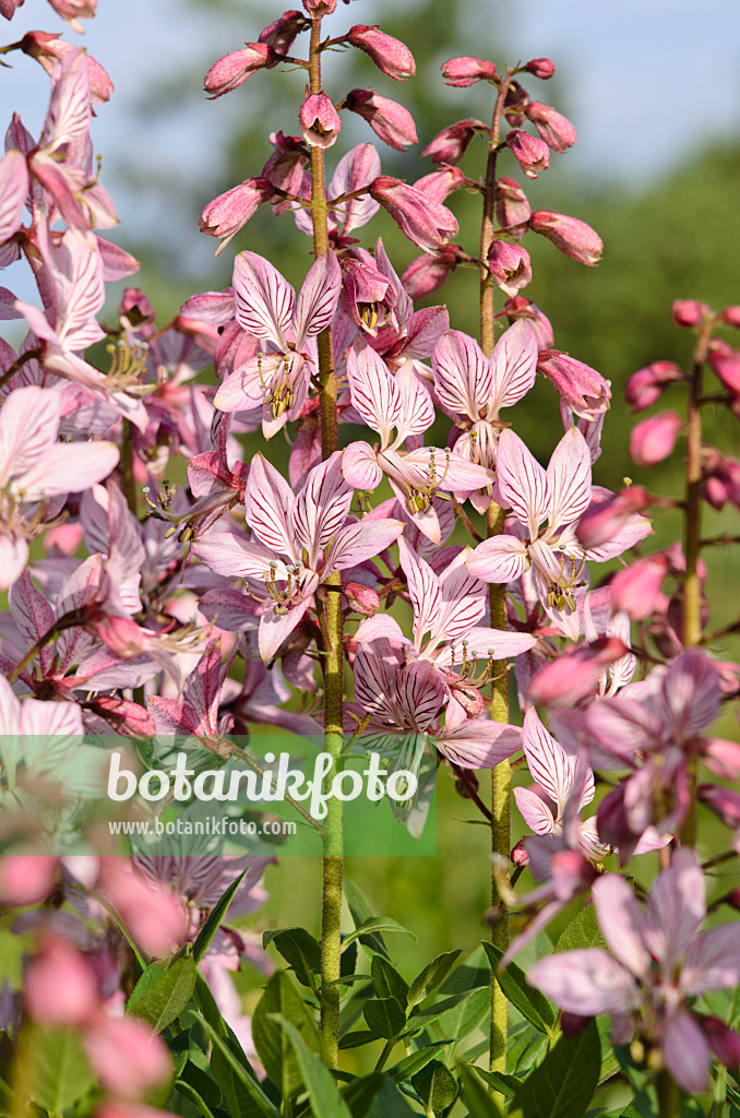 521004 - Fraxinelle (Dictamnus albus)