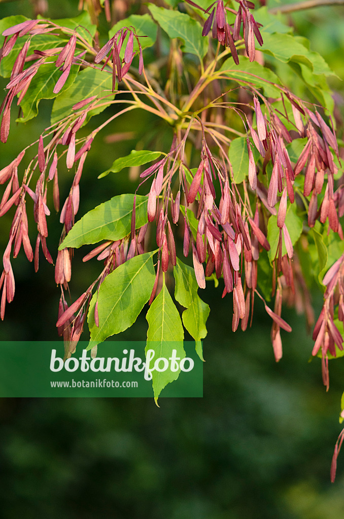 521101 - Frêne à fleurs (Fraxinus ornus)