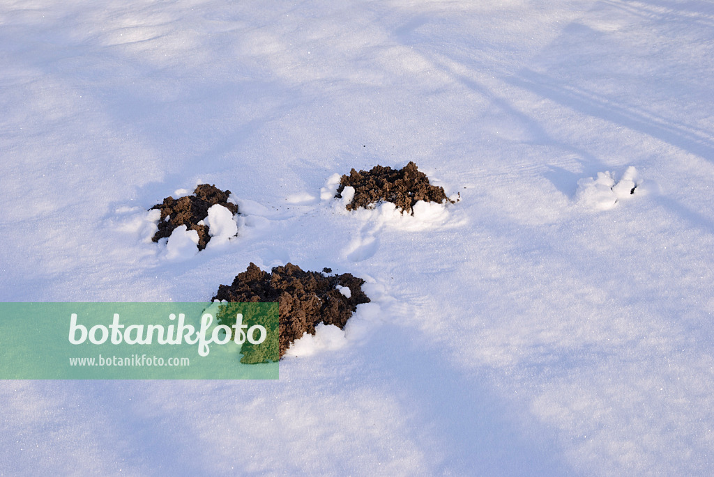 518069 - Fresh molehills in the snow with long shadows in the morning light