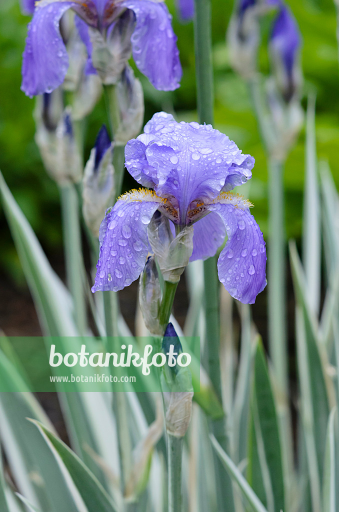 520356 - Fringed iris (Iris japonica 'Variegata')