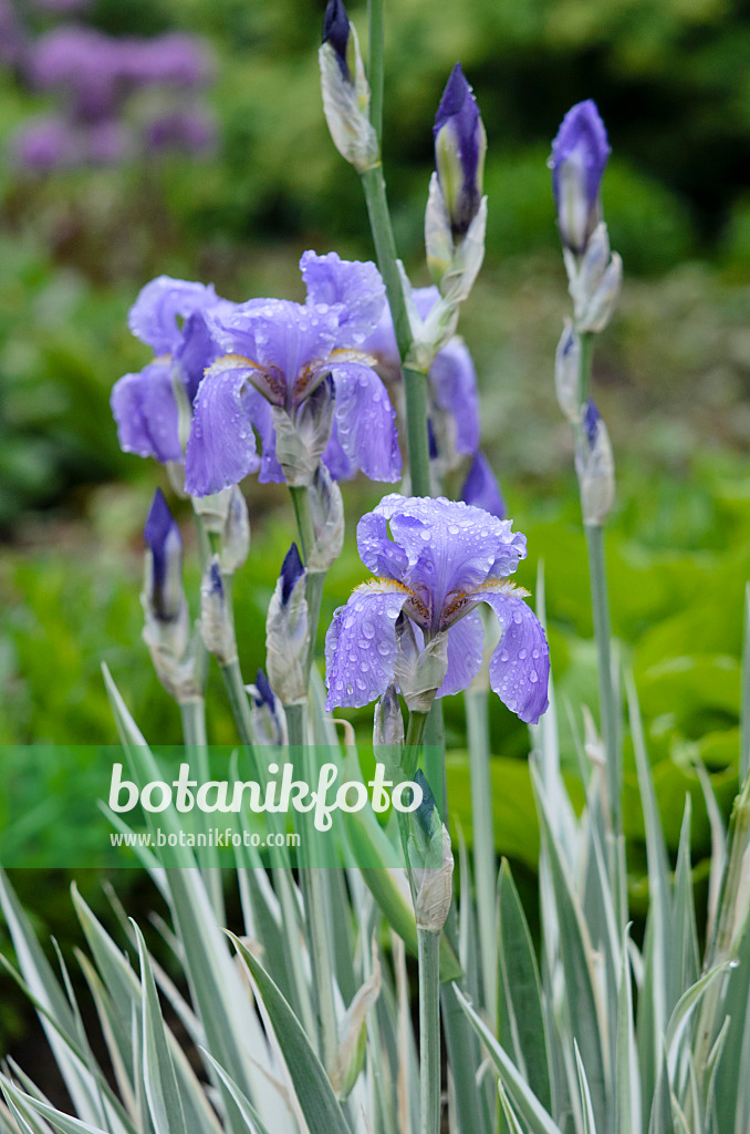 520357 - Fringed iris (Iris japonica 'Variegata')