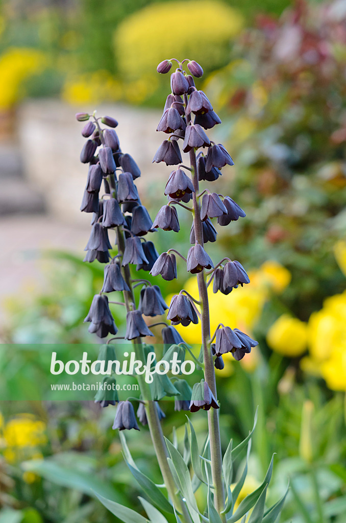 531114 - Fritillaire de Perse (Fritillaria persica)