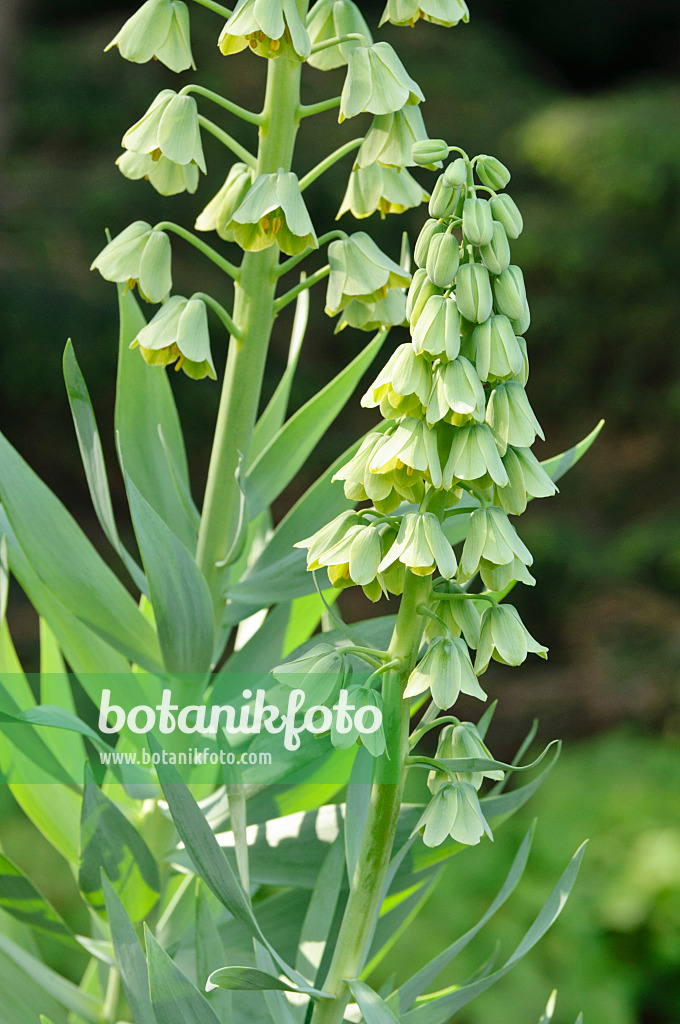 471220 - Fritillaire de Perse (Fritillaria persica 'Ivory Bells')
