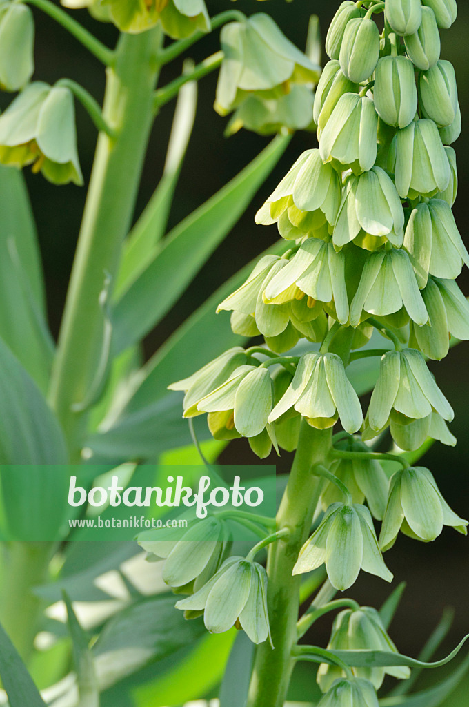471221 - Fritillaire de Perse (Fritillaria persica 'Ivory Bells')