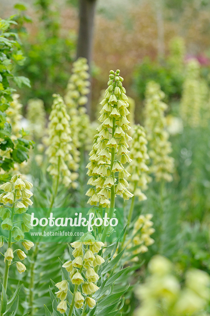 484116 - Fritillaire de Perse (Fritillaria persica 'Ivory Bells')