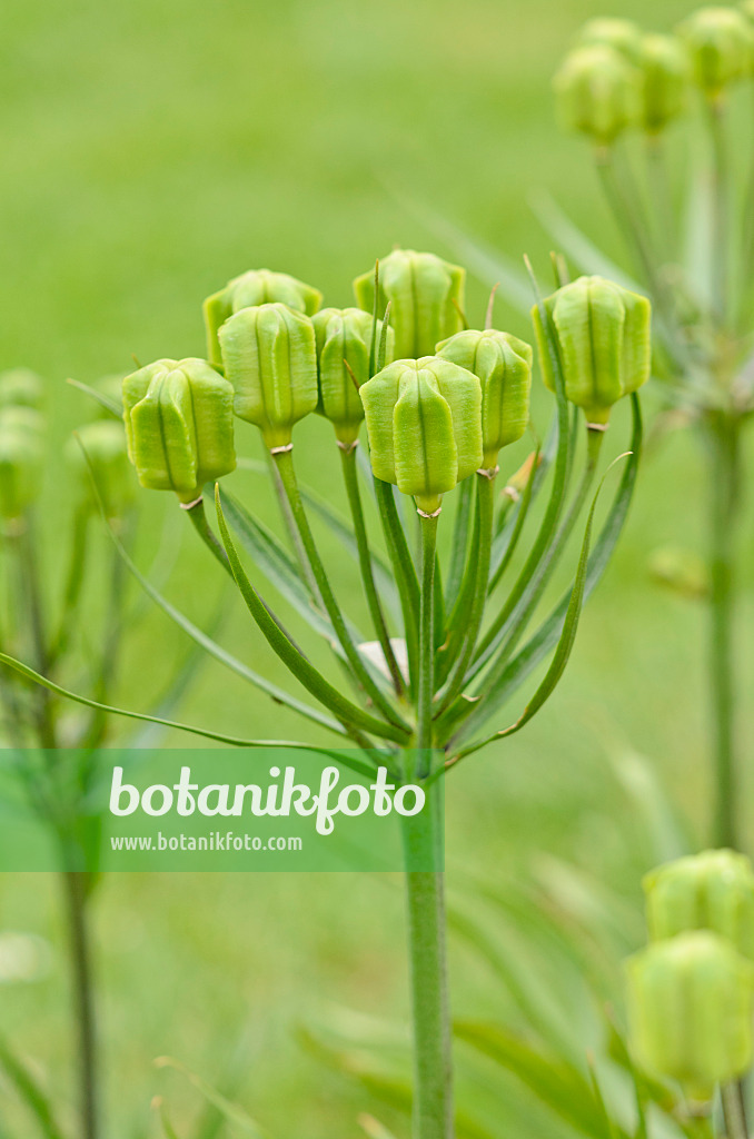 531141 - Fritillaire (Fritillaria raddeana)