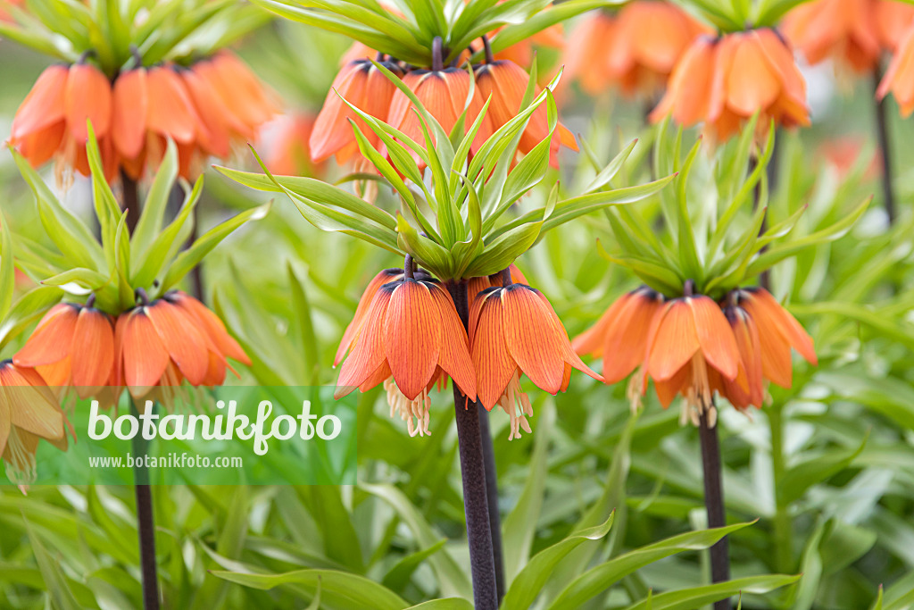 651276 - Fritillaire impériale (Fritillaria imperialis 'Aurora')